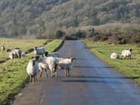 Sheeps on the road
